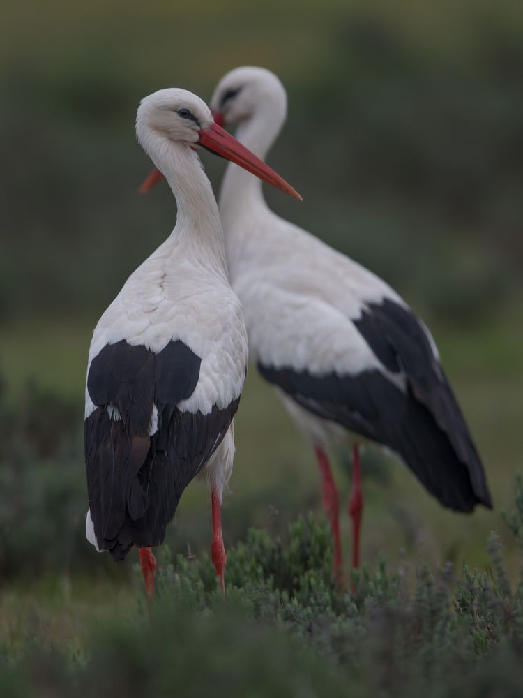 Weissstorch