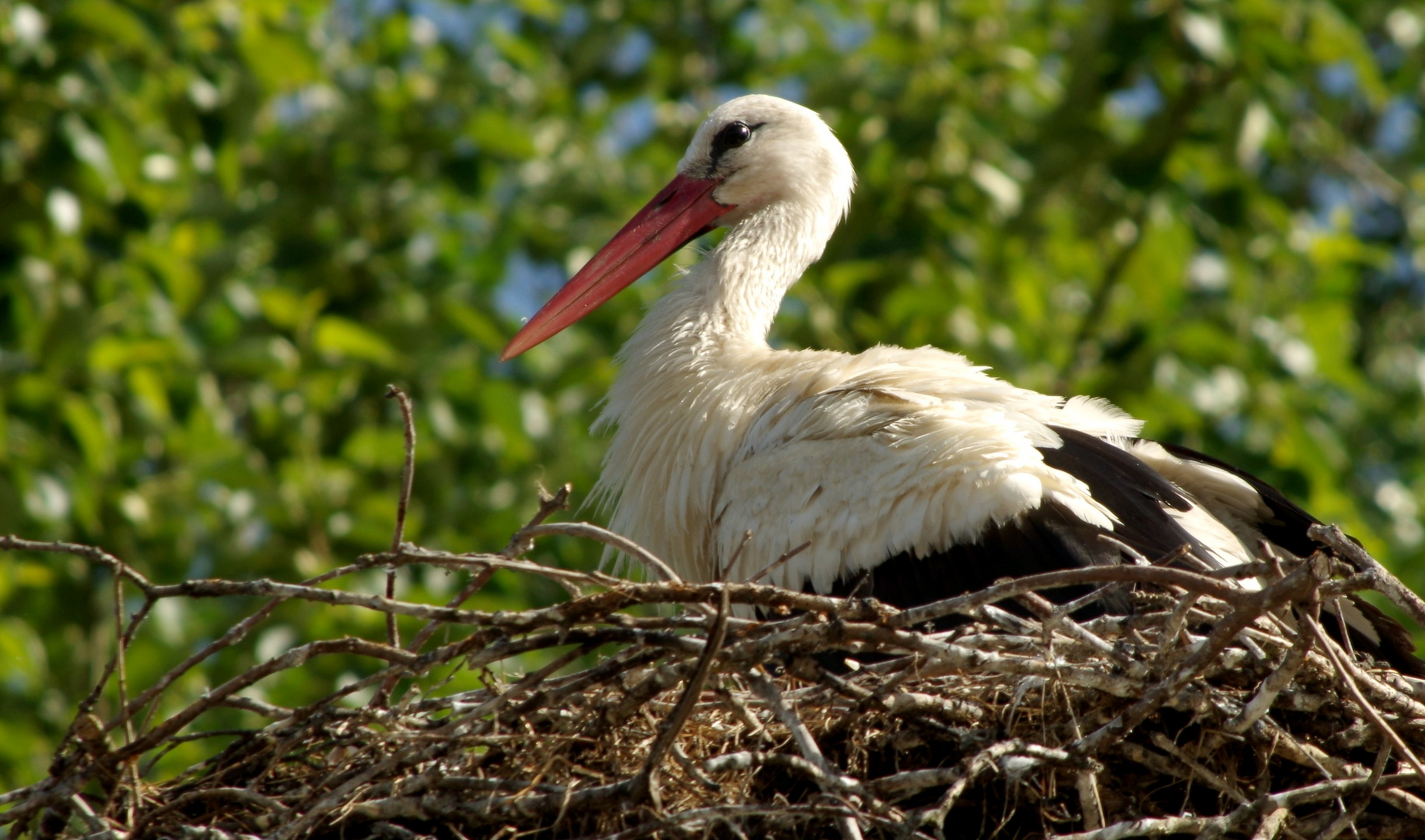 Weißstorch