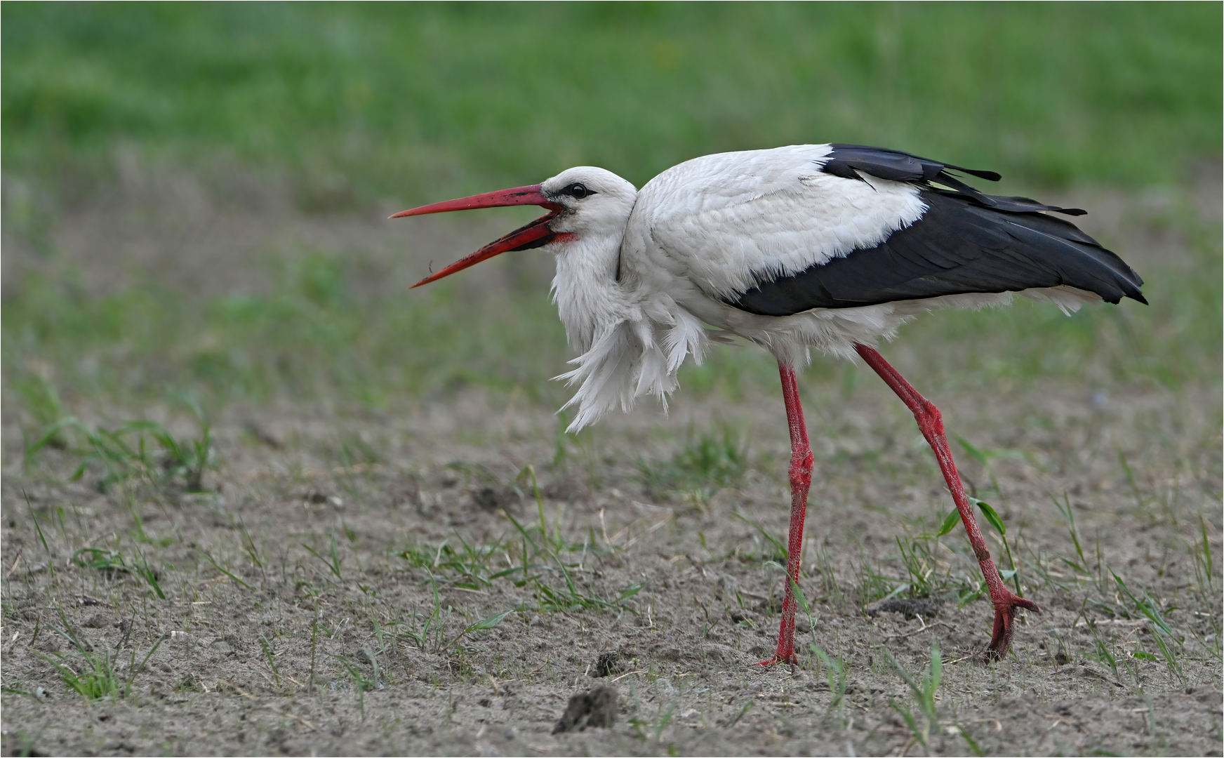 Weißstorch 