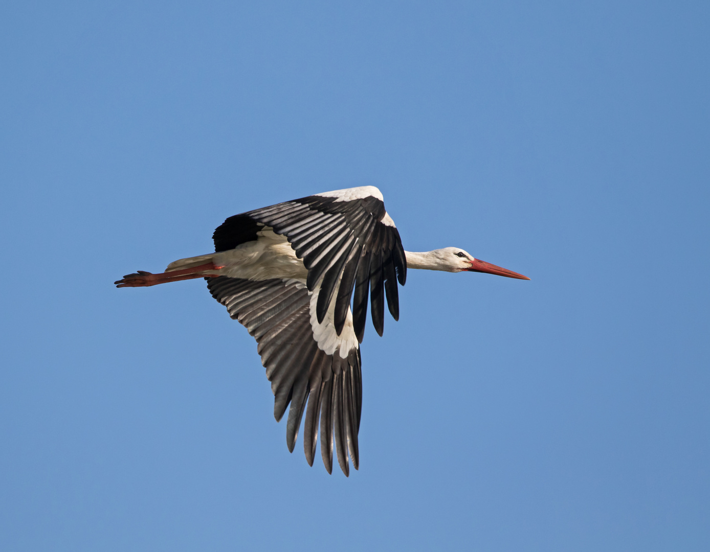 Weißstorch