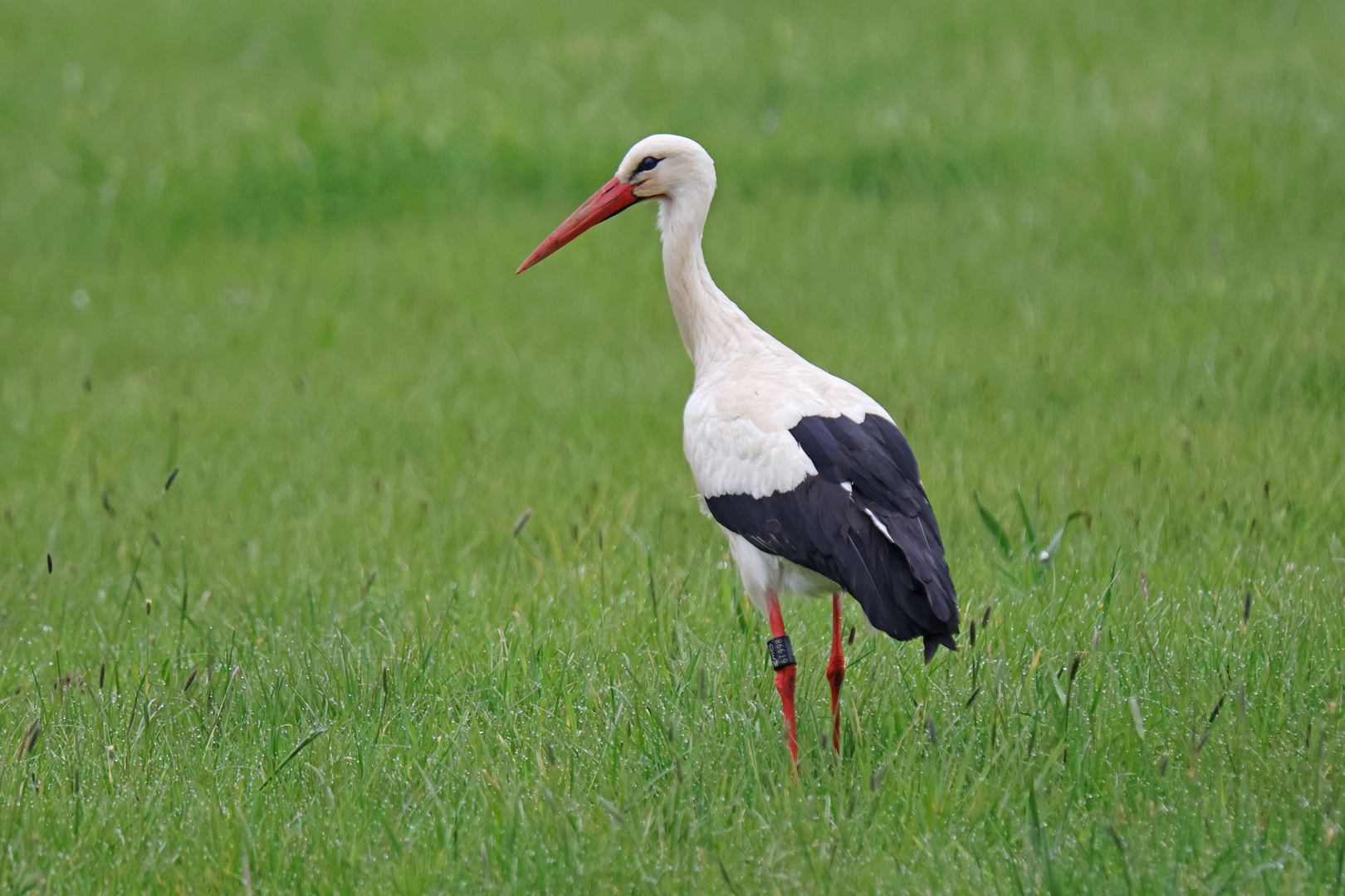 Weißstorch