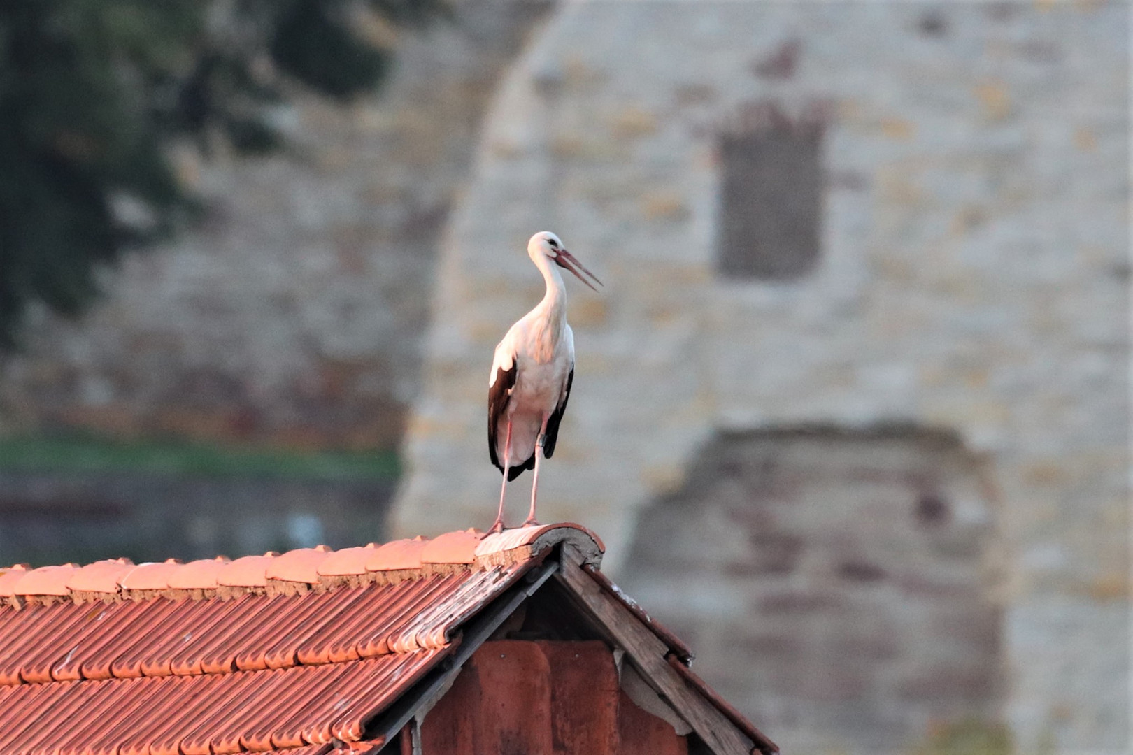 Weißstorch