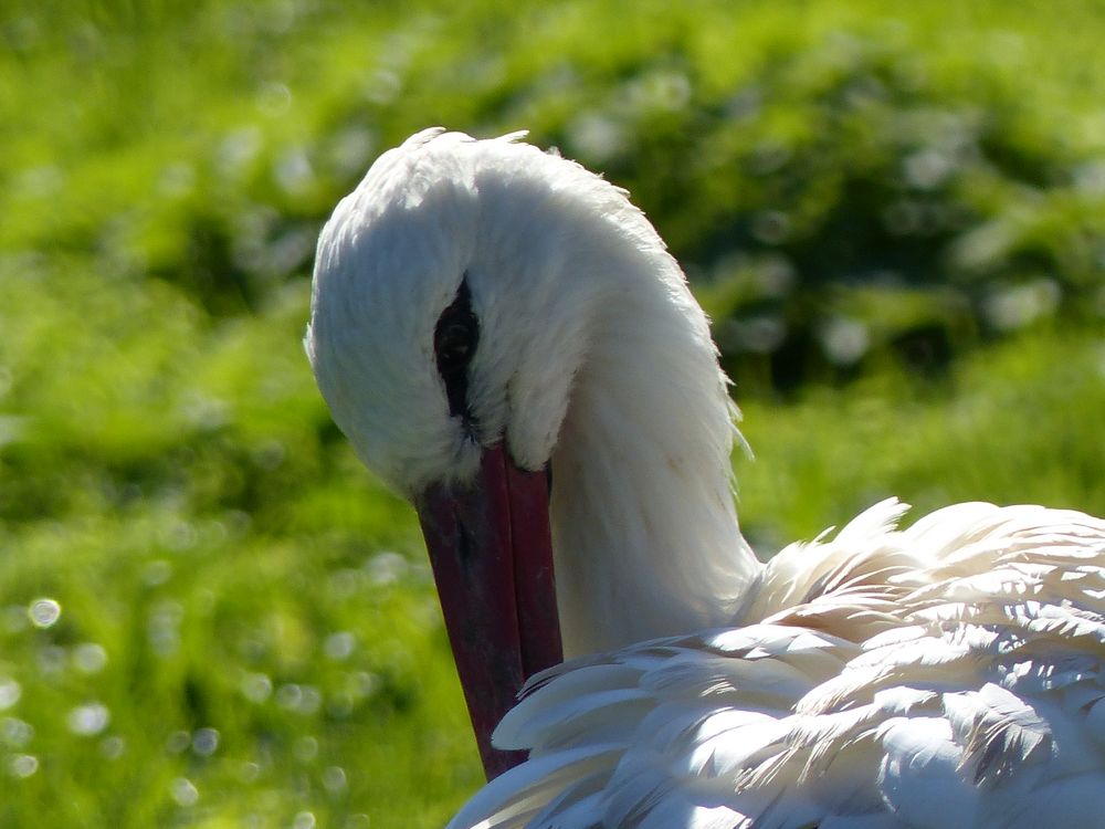 Weißstorch