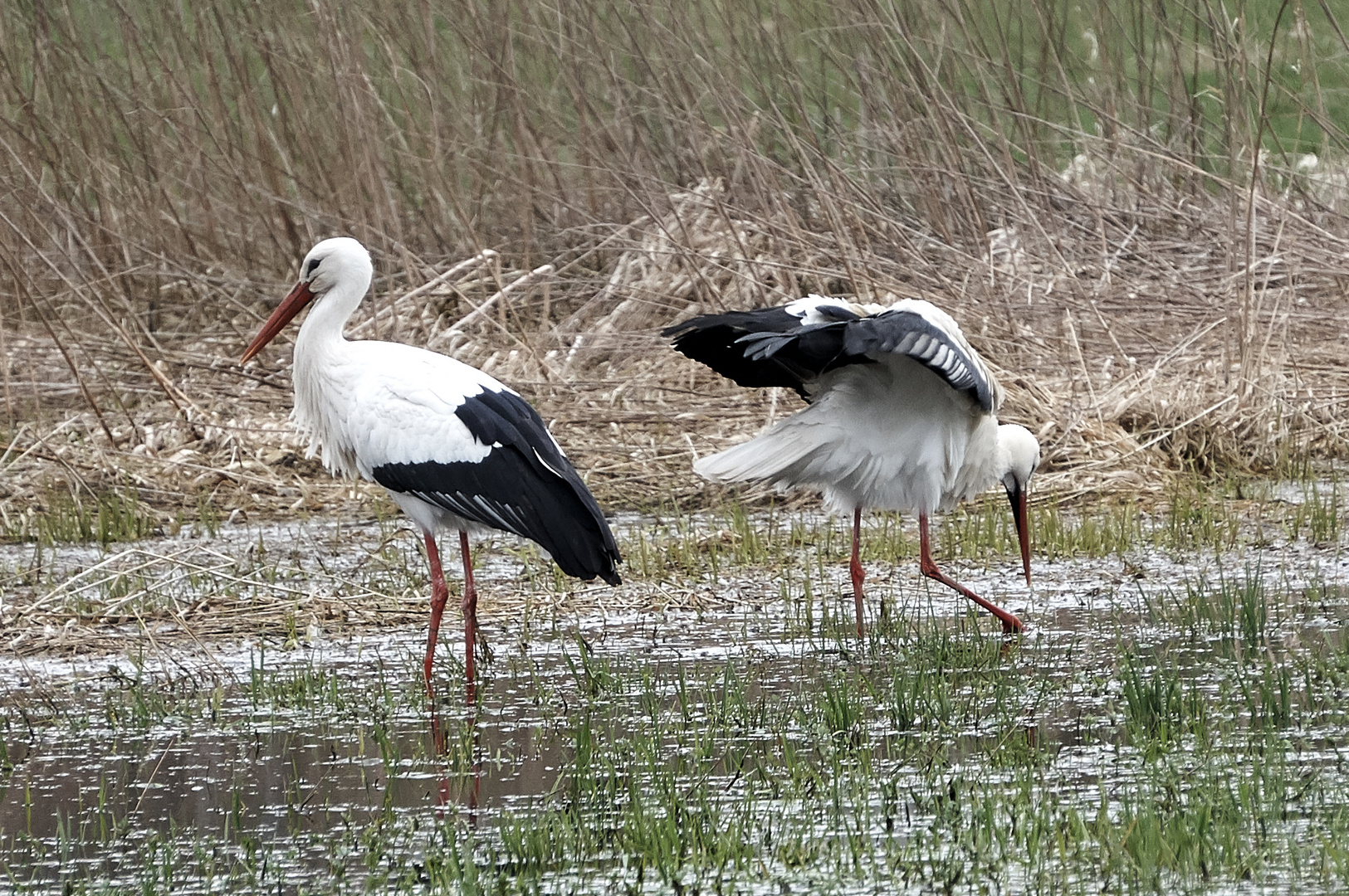 Weißstorch