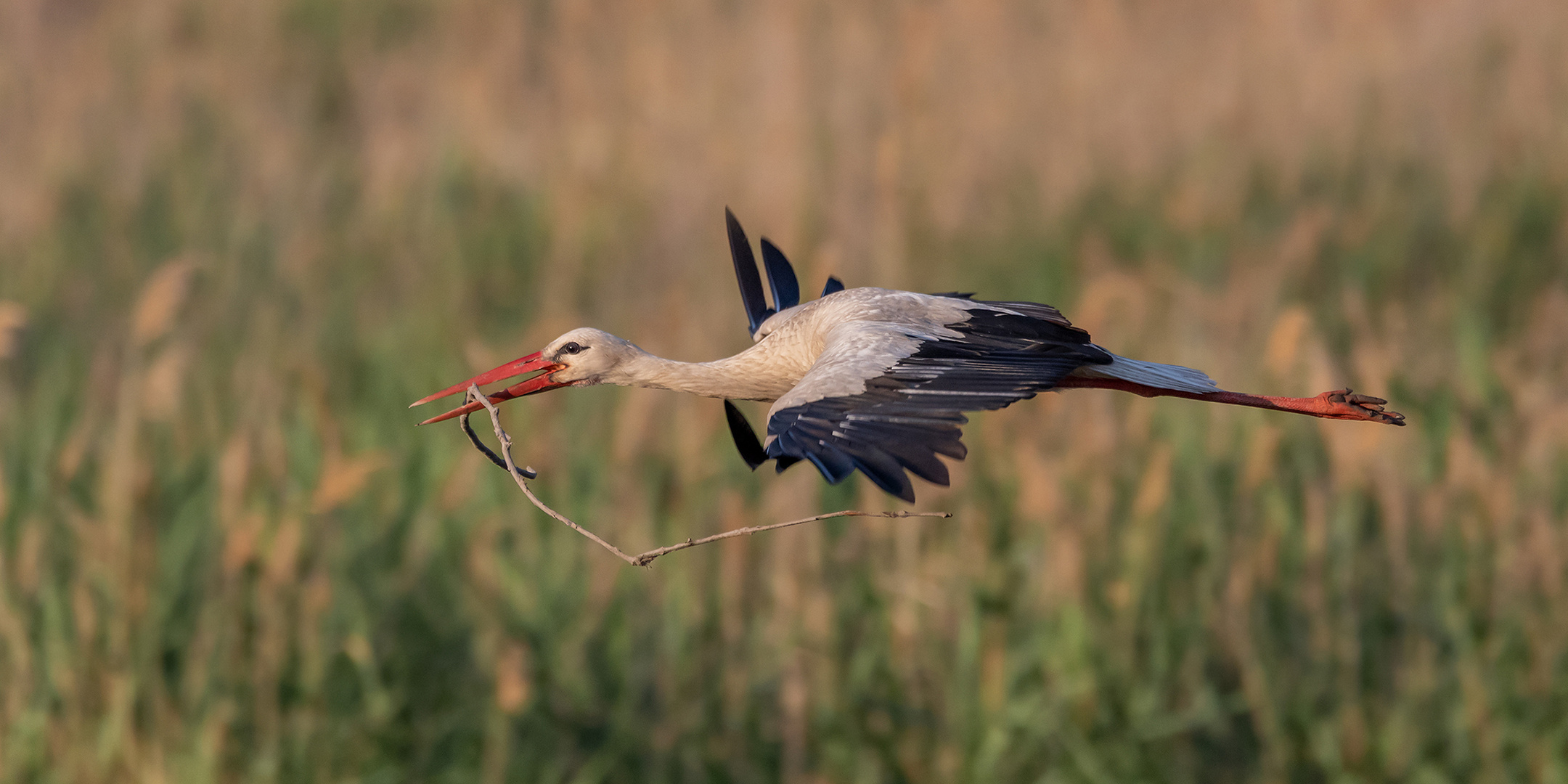 Weißstorch