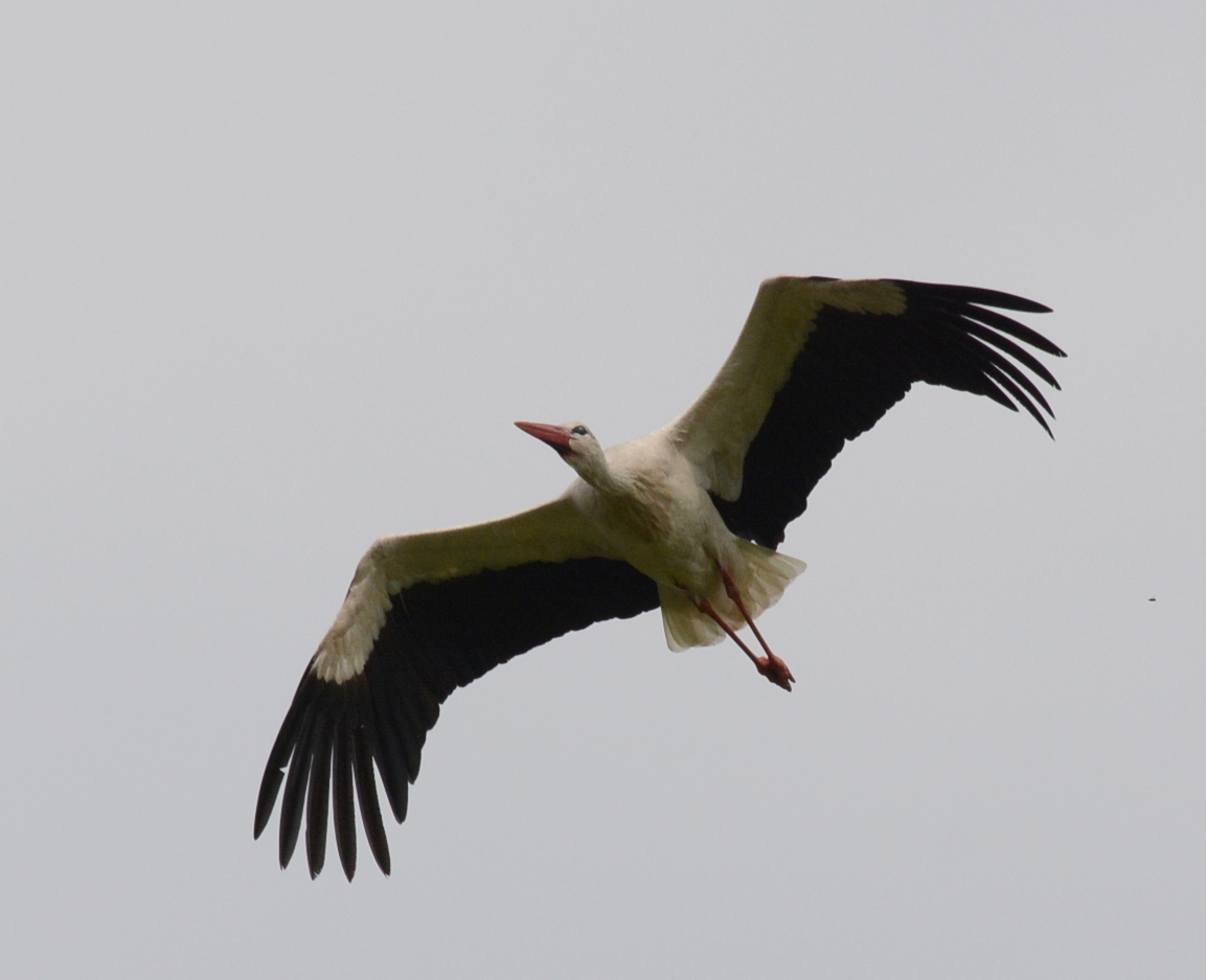 Weissstorch