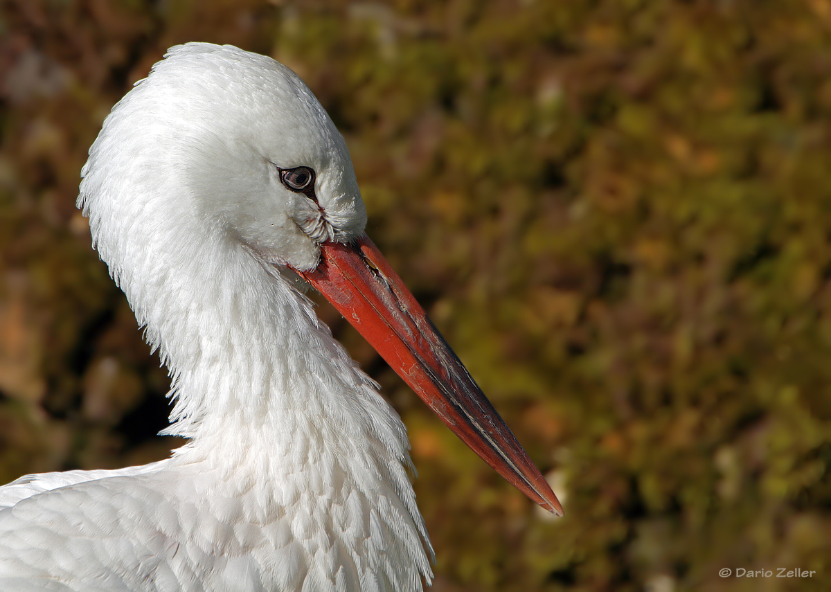 Weissstorch