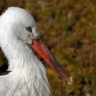 Weissstorch