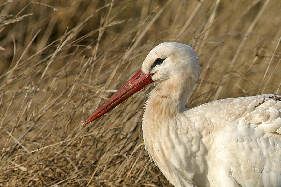 Weißstorch