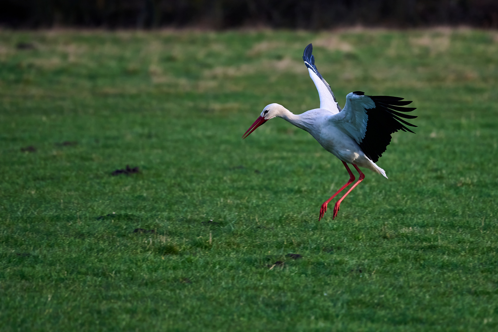 Weißstorch