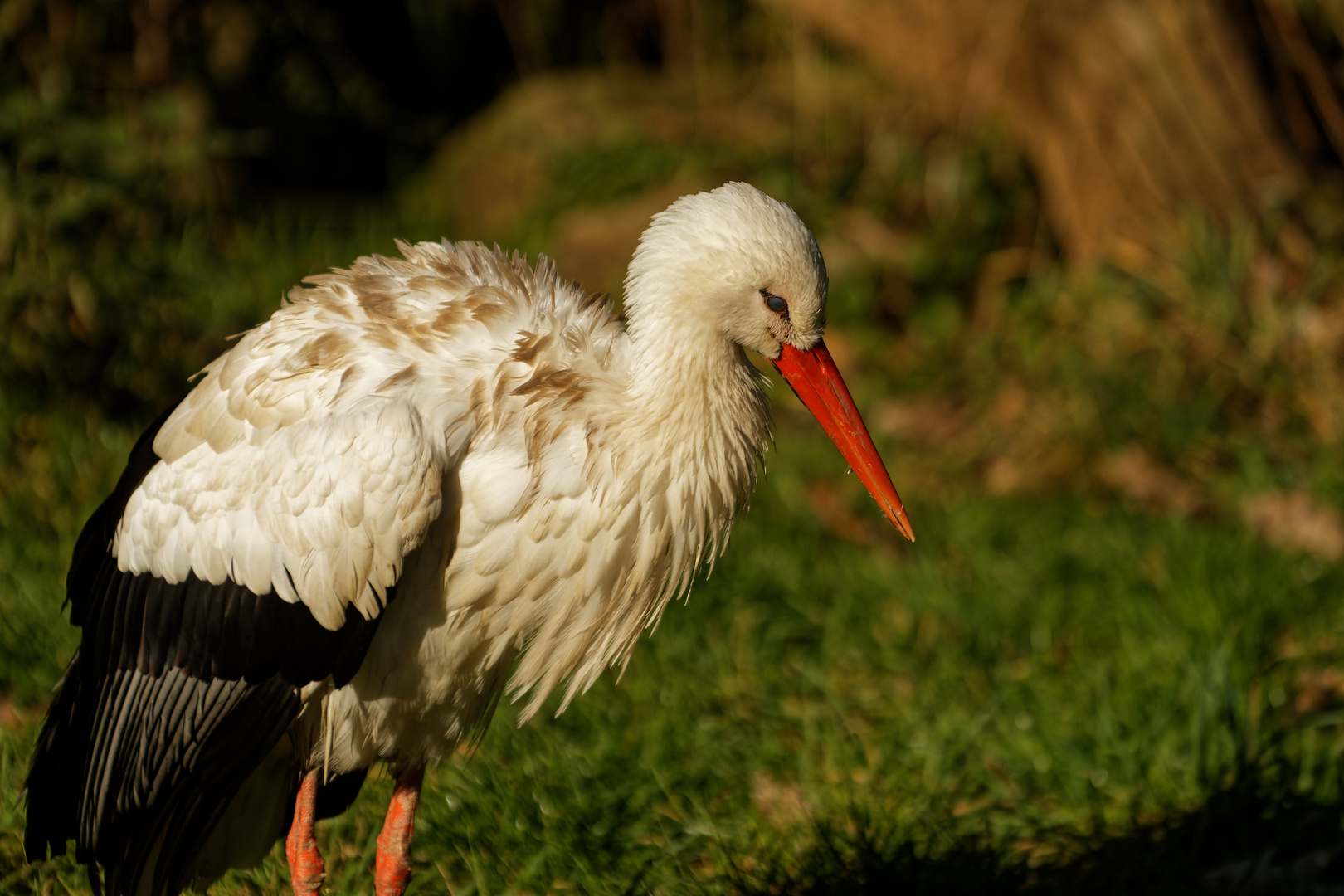 Weißstorch