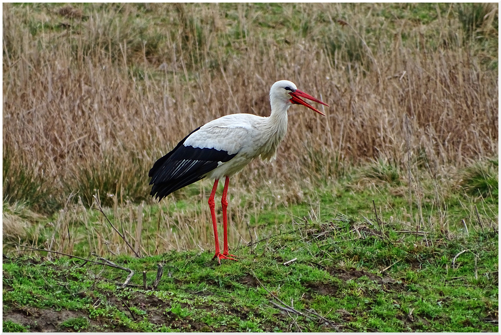 Weißstorch