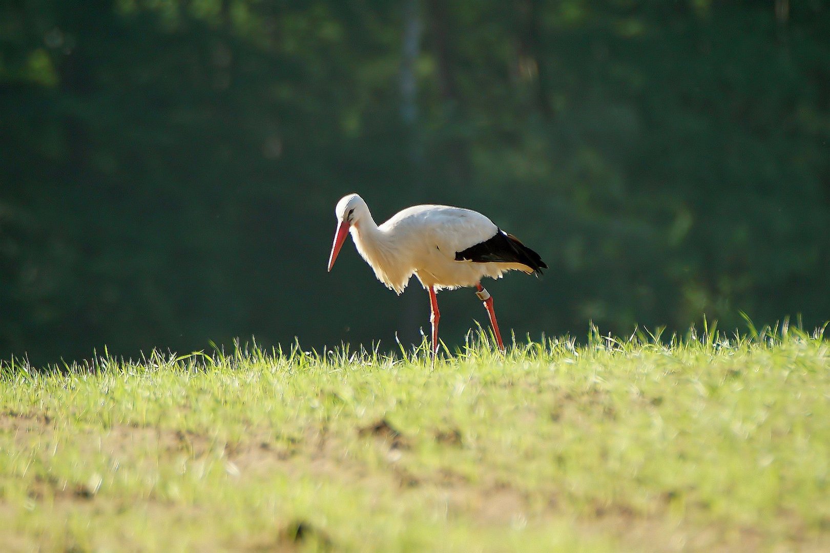 Weißstorch