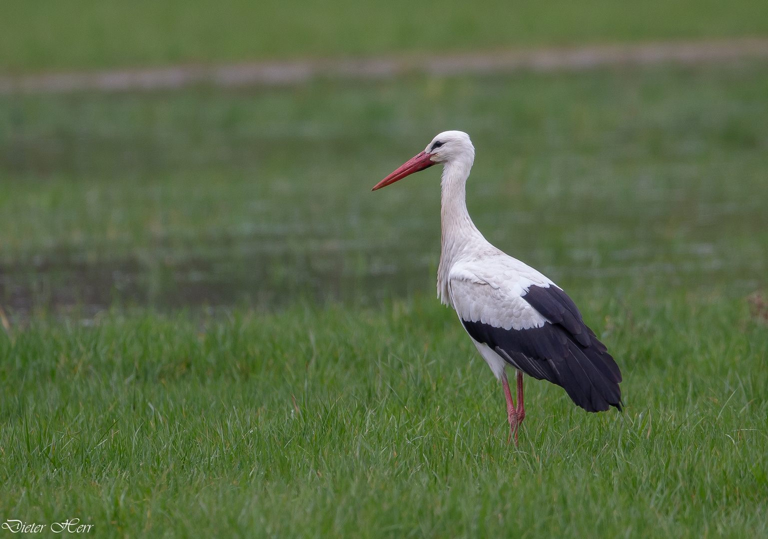 Weißstorch