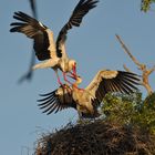 Weissstorch