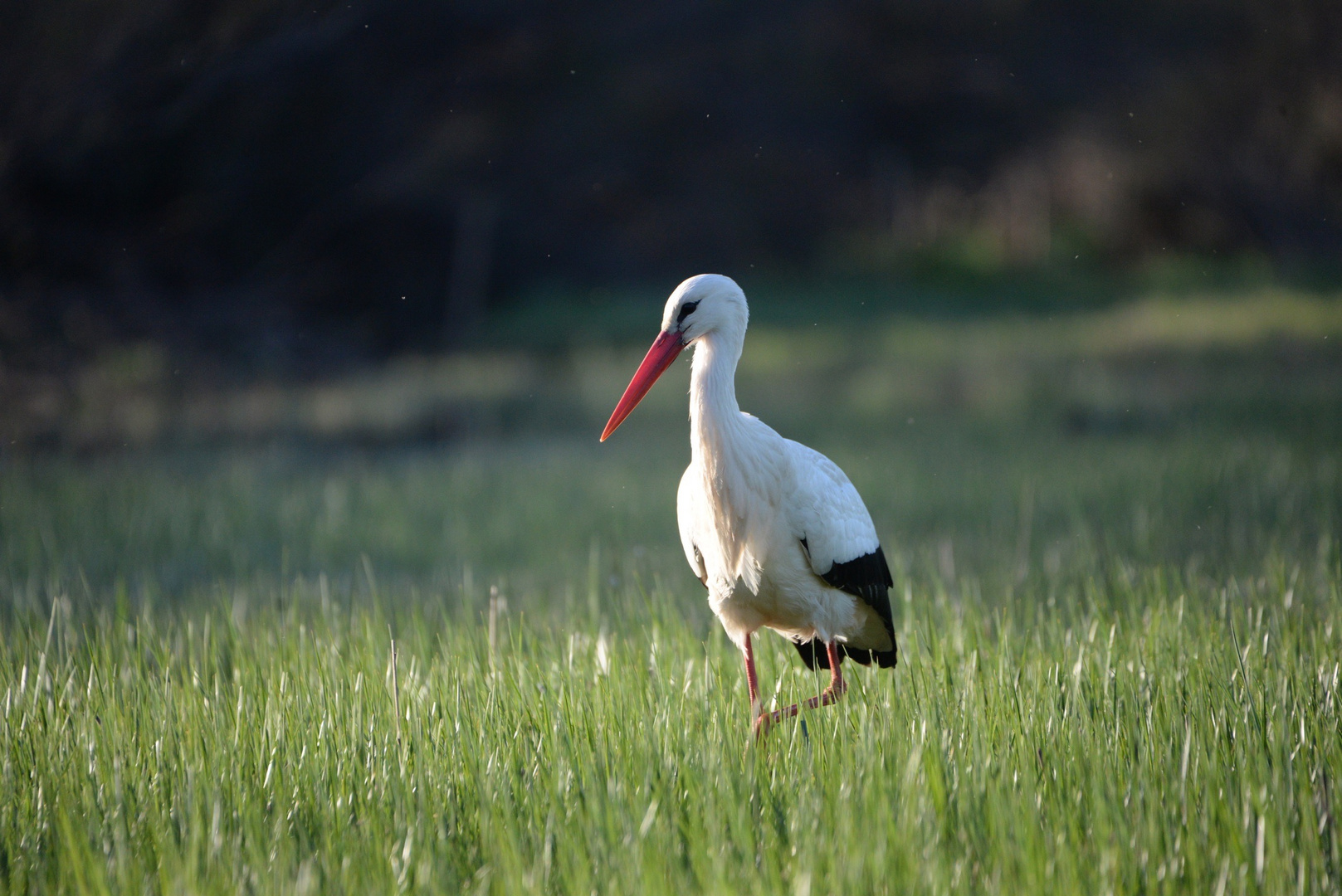 Weissstorch