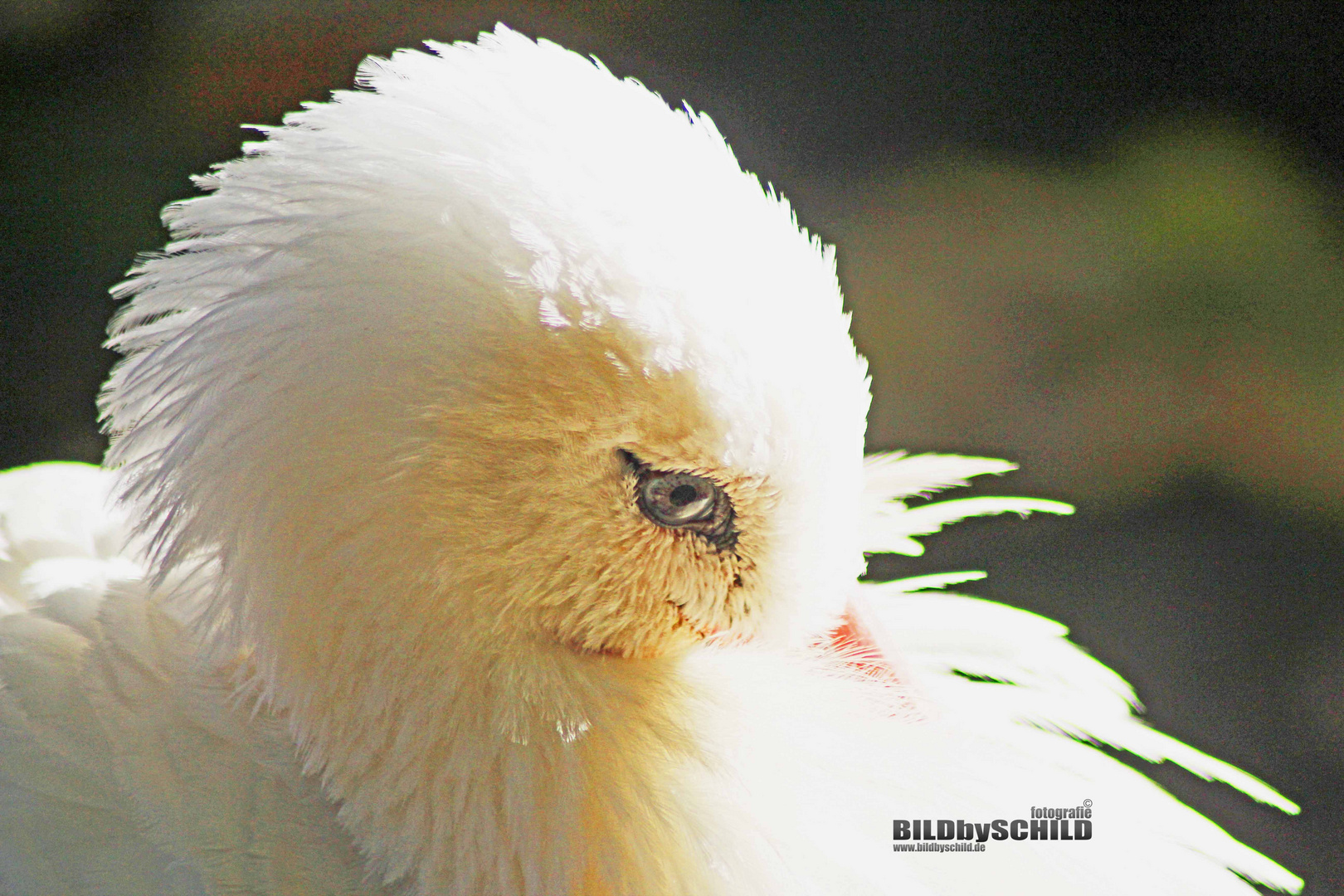 Weissstorch