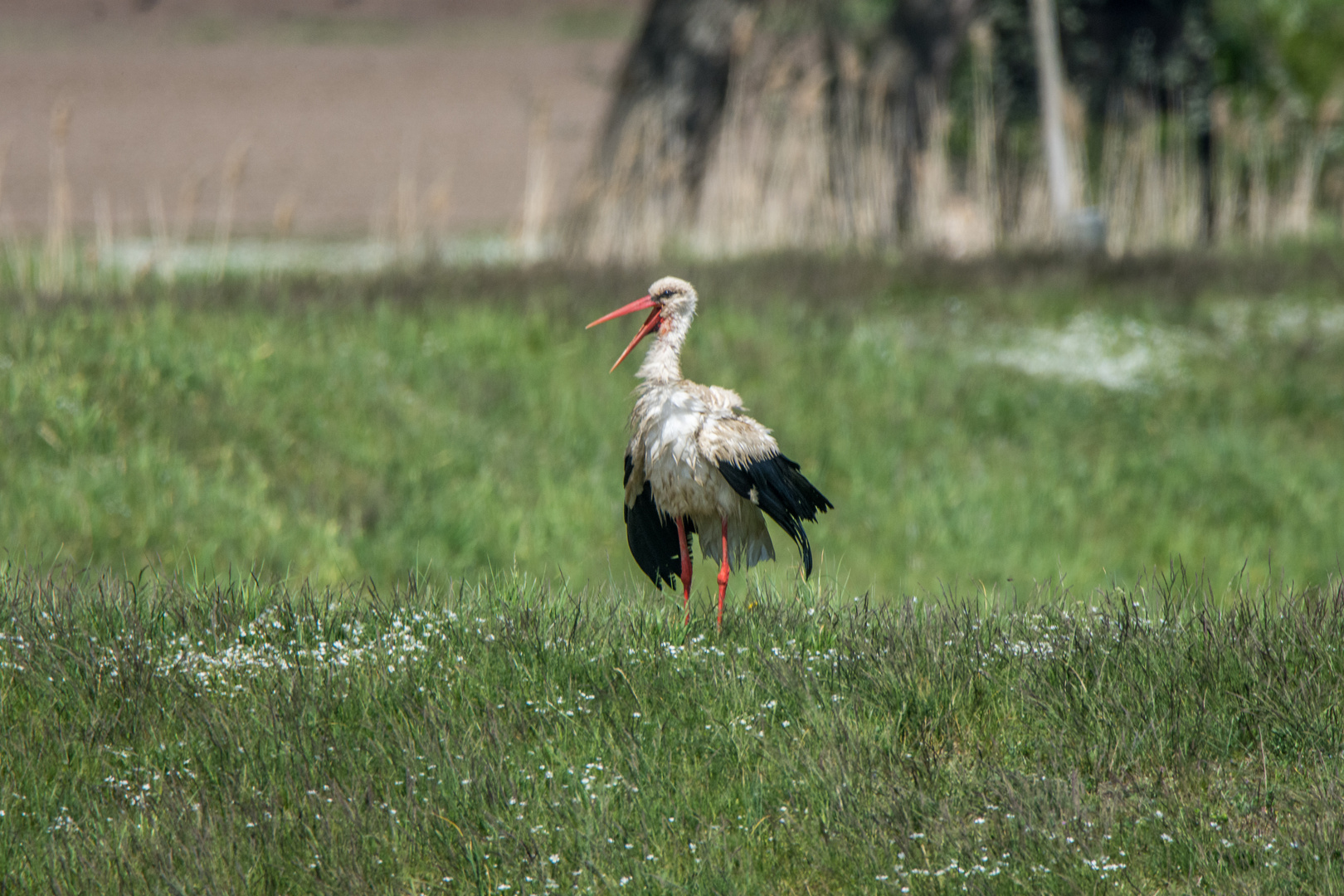 Weißstorch 