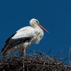 Weissstorch