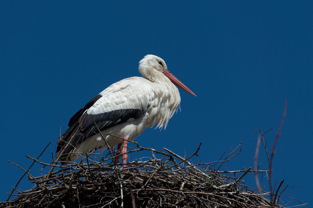 Weissstorch