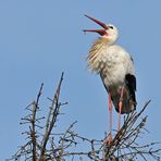 Weißstorch 8X751: Ermüdet beim Fototermin