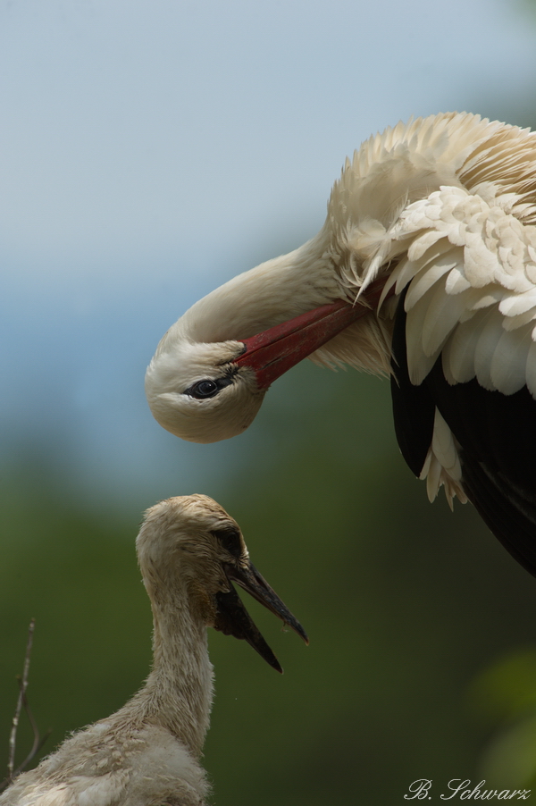 Weissstorch