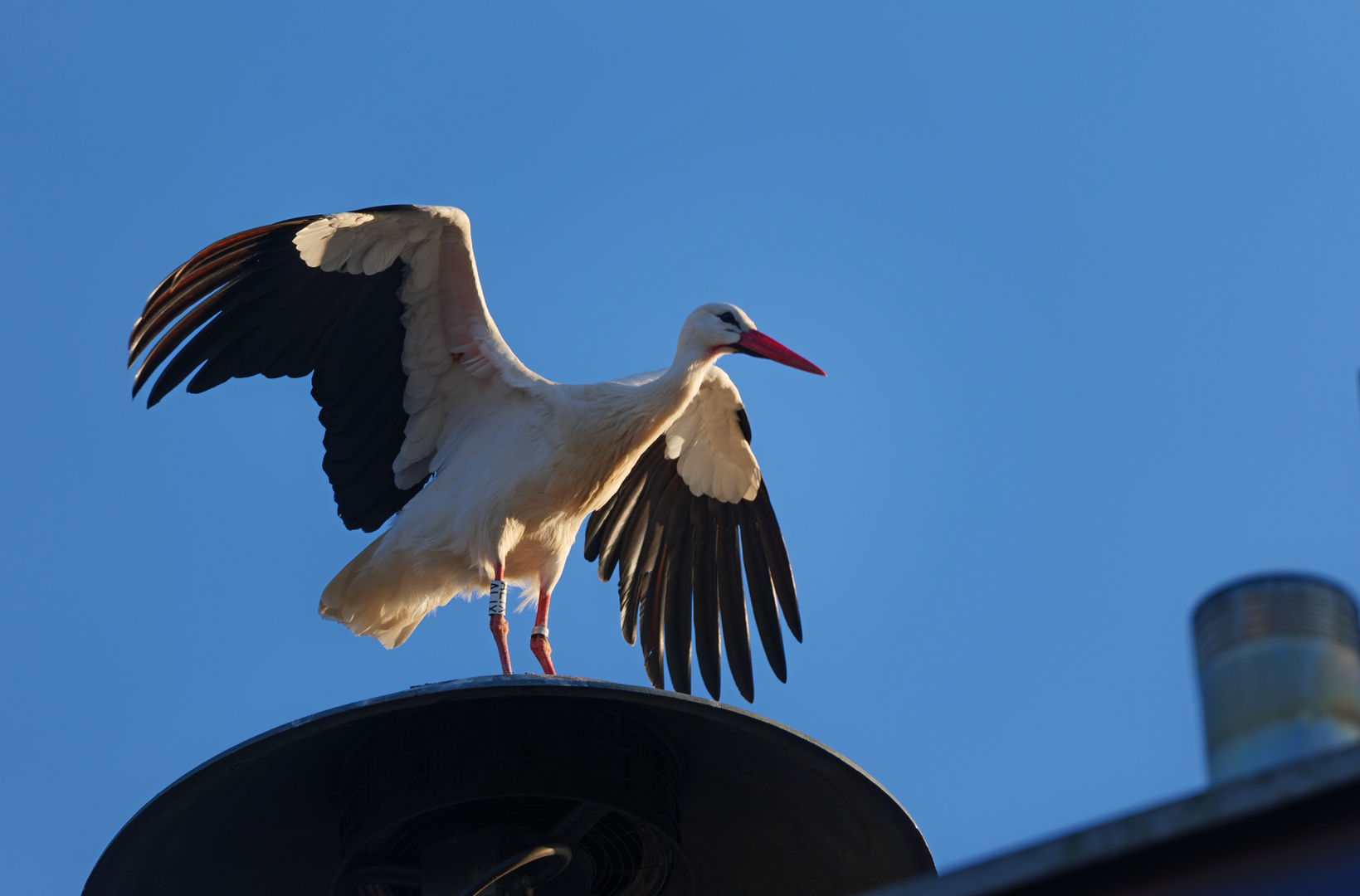 Weißstorch