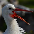 Weissstorch