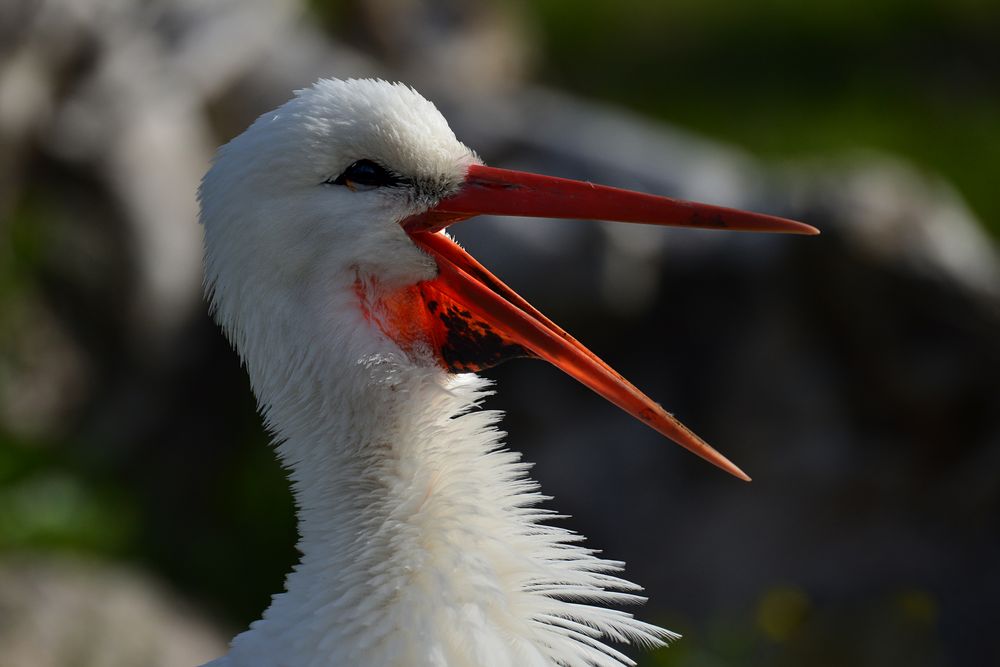 Weissstorch