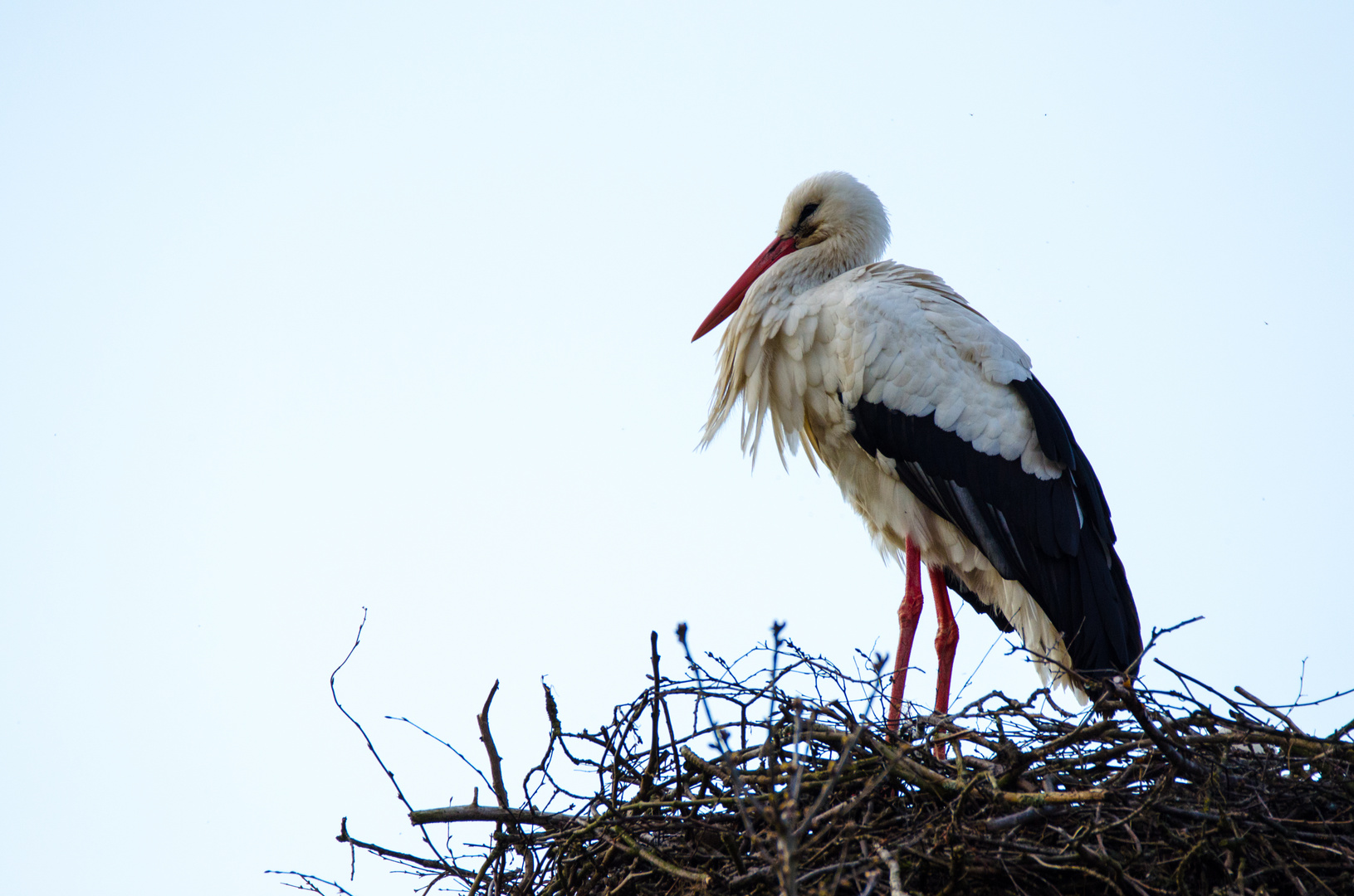 Weißstorch