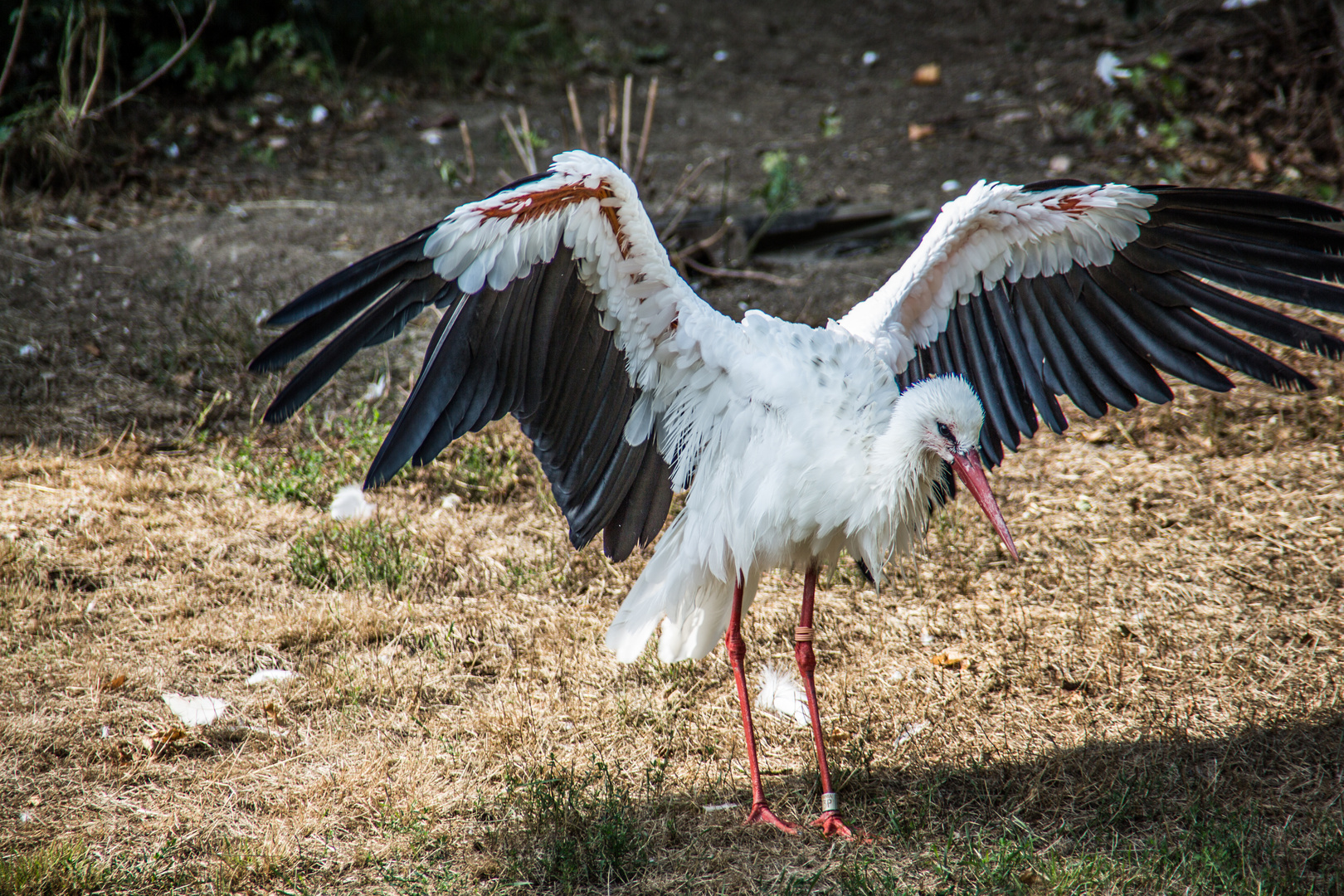 Weißstorch