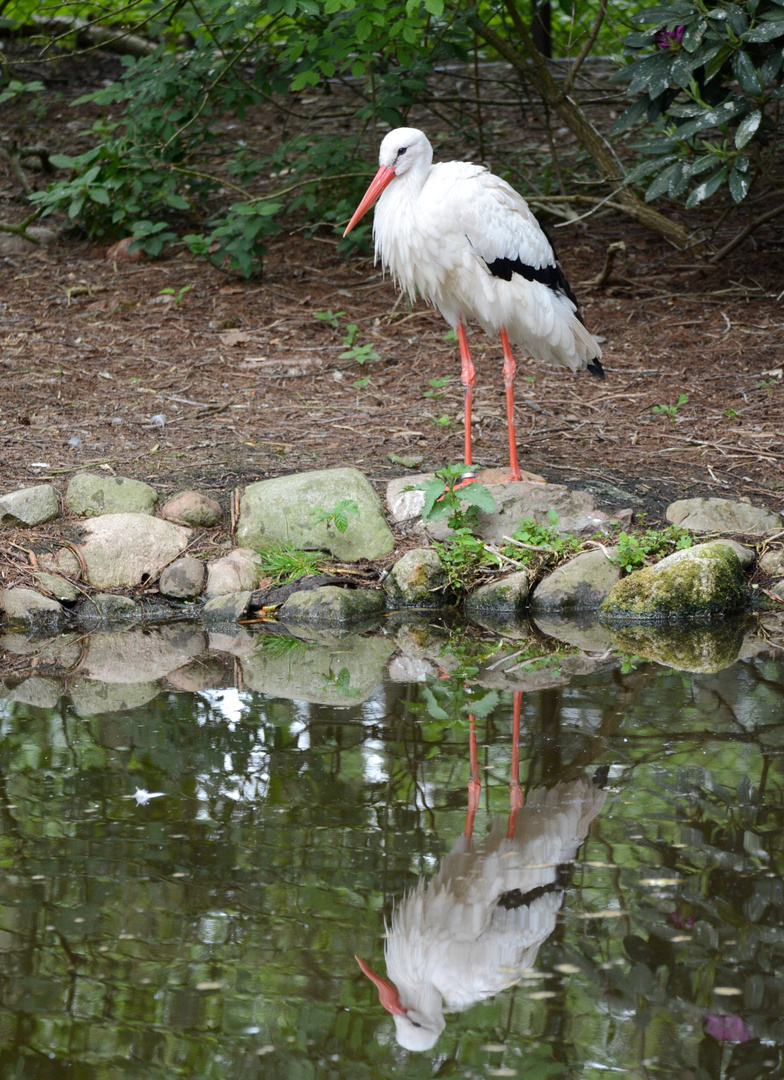 Weissstorch