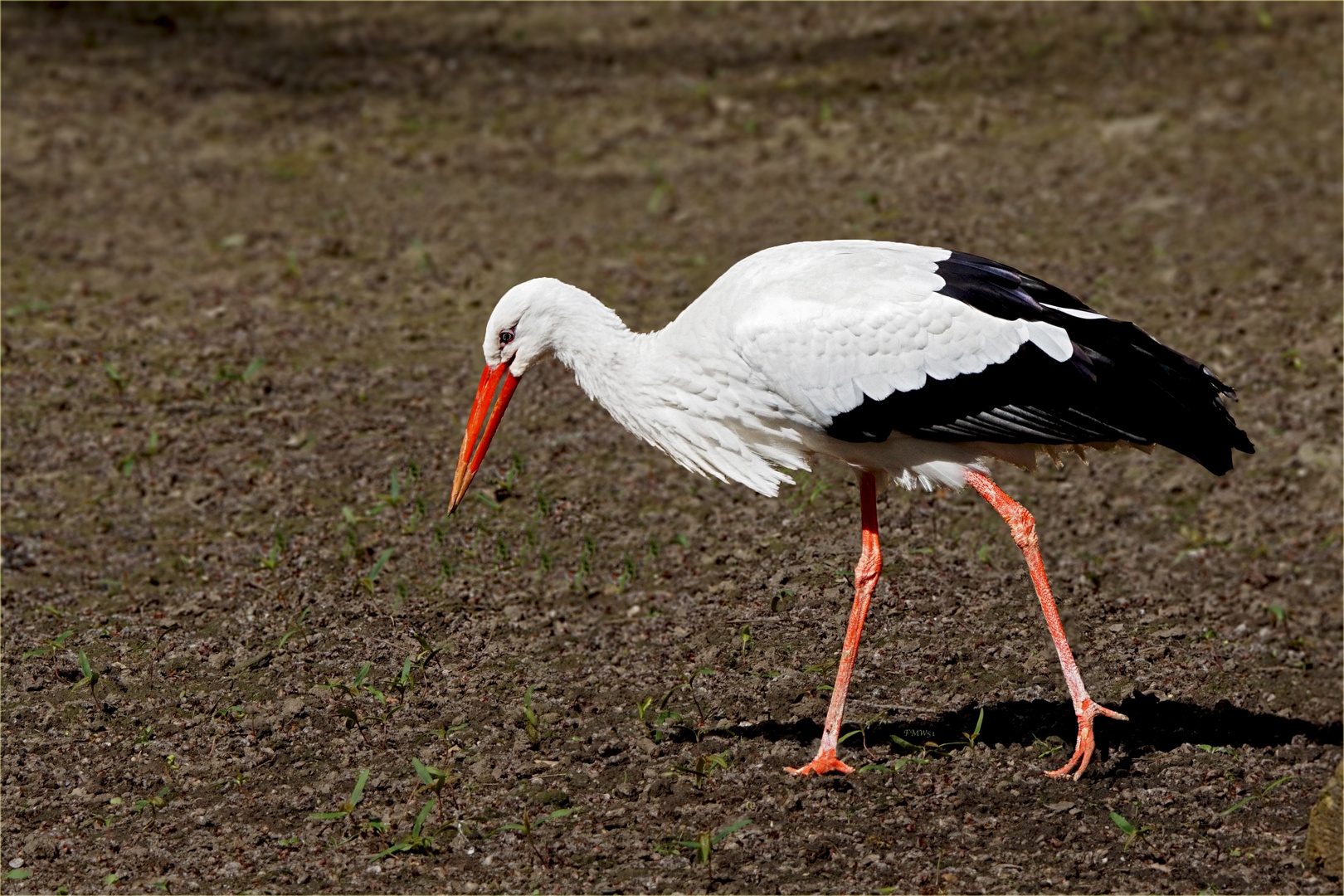 Weißstorch