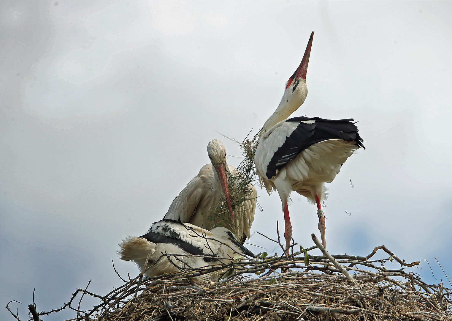 Weißstorch