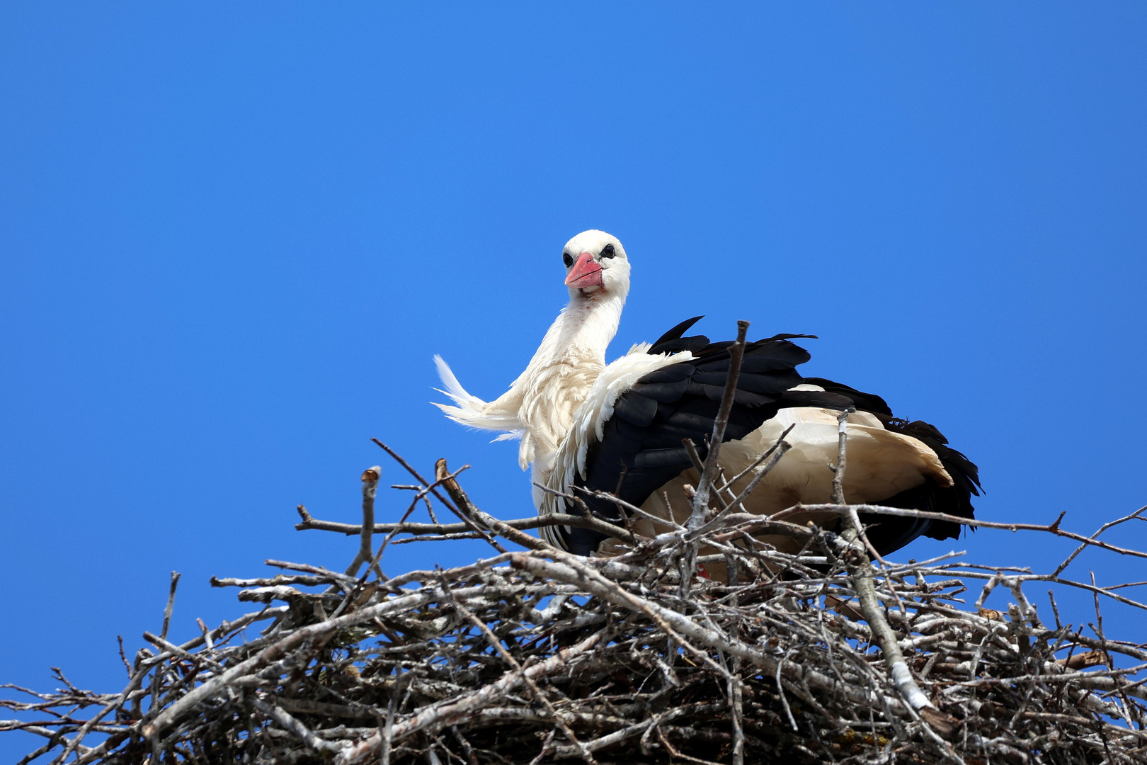 Weißstorch