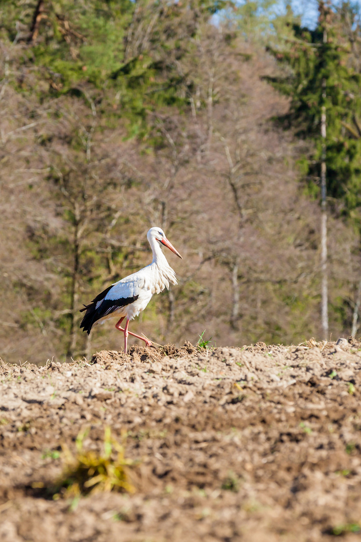 Weißstorch