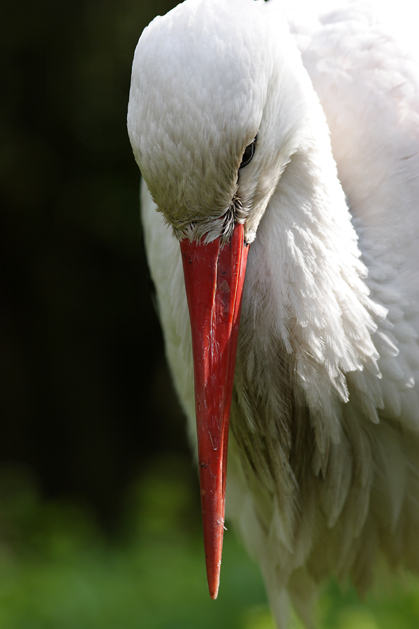 Weißstorch