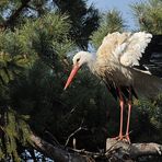 Weißstorch A4783: Erdbeben für die Parasiten