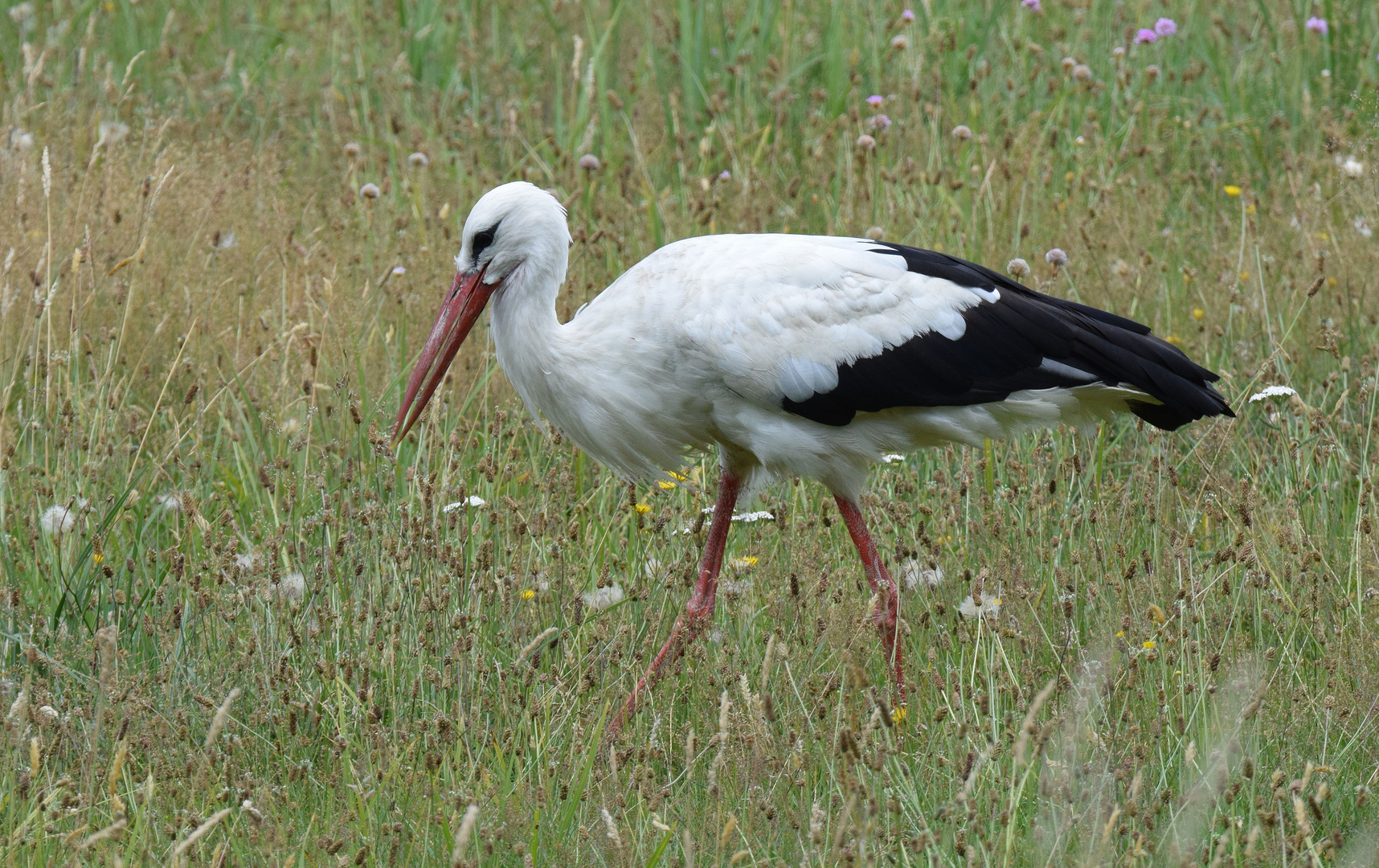 Weißstorch