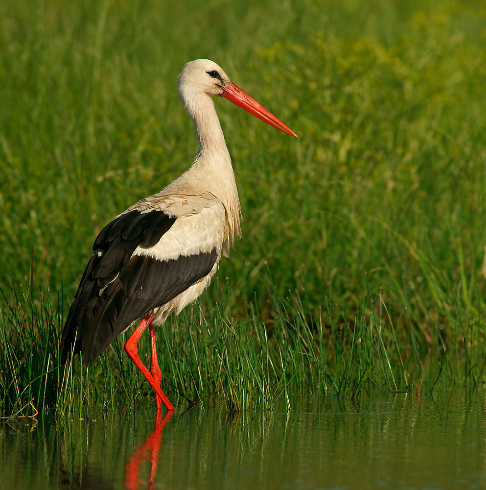 Weißstorch