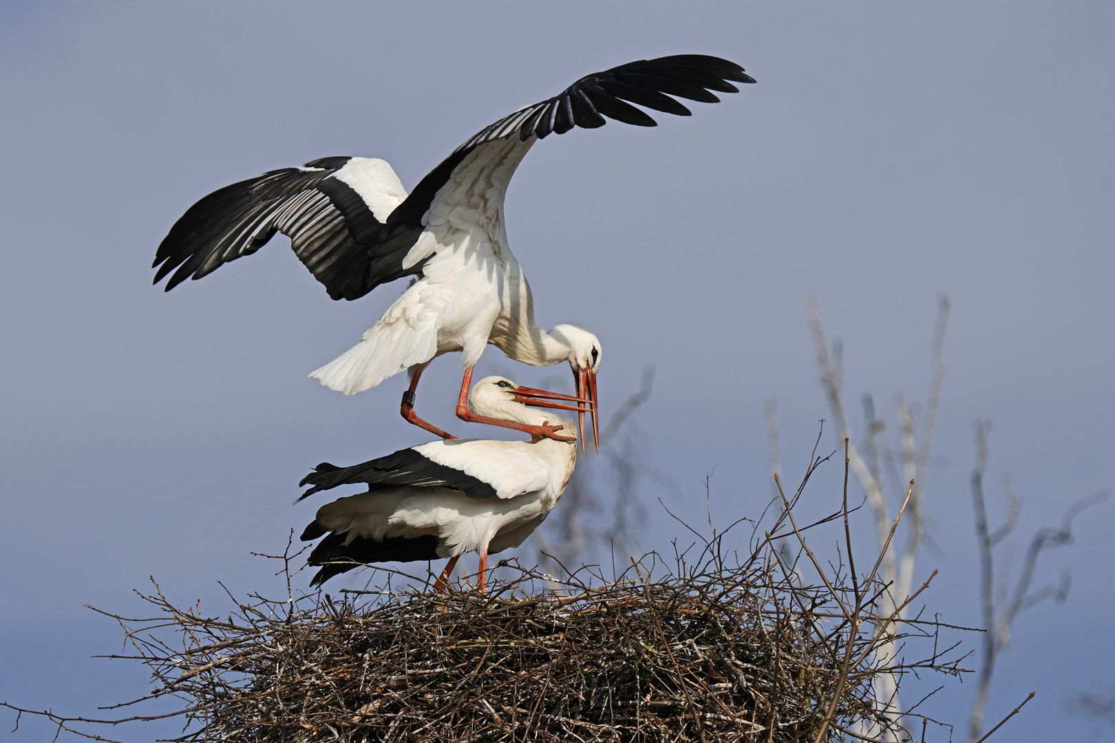 Weißstorch