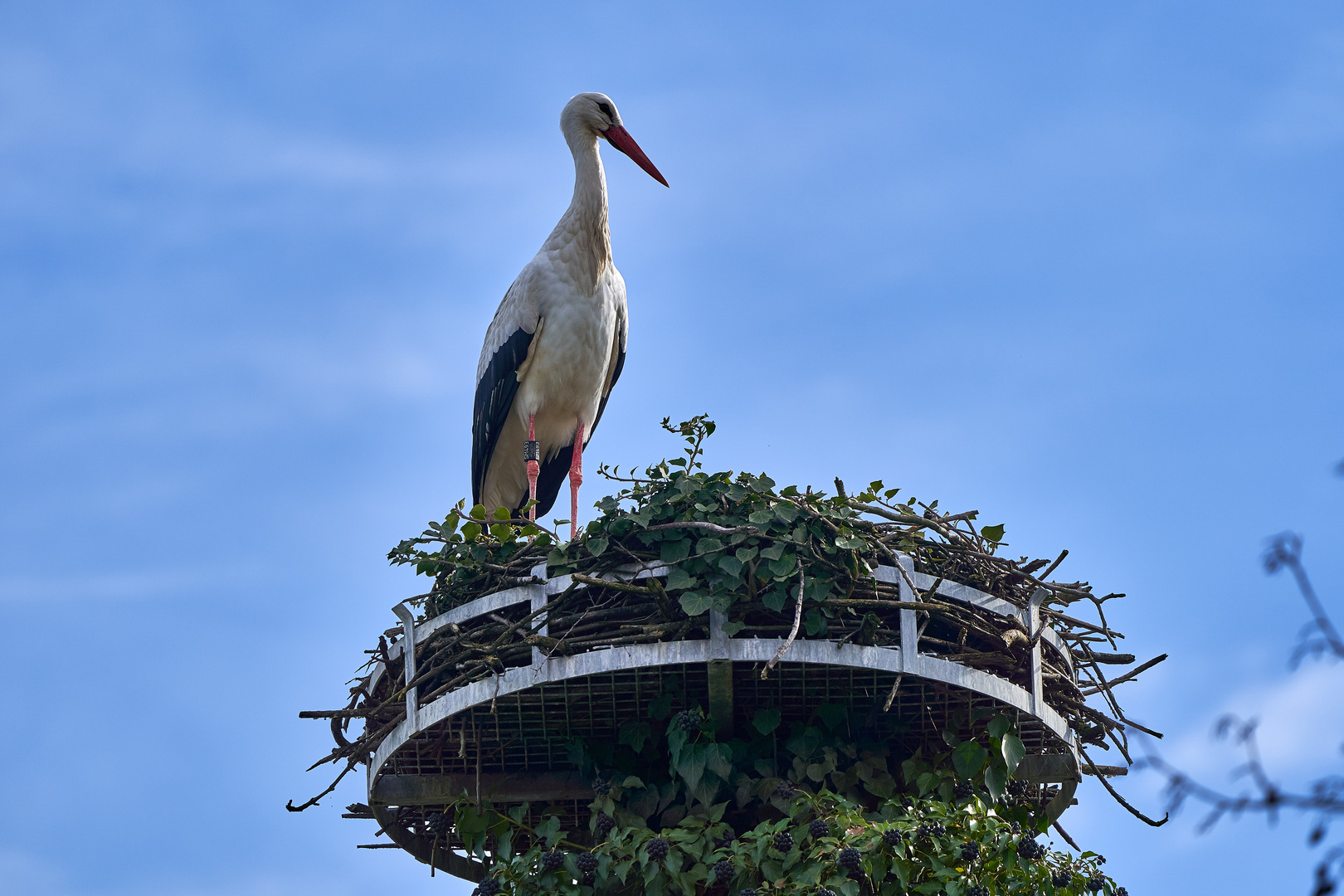 Weissstorch