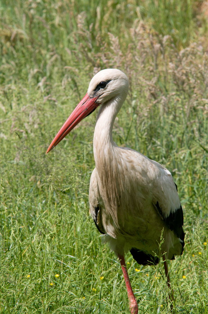 Weißstorch