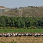 Weißstorch – Abflugs – Feld