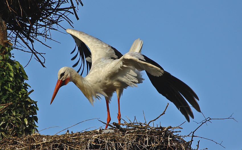 Weißstorch