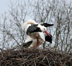 Weißstorch - akrobatisch -1-