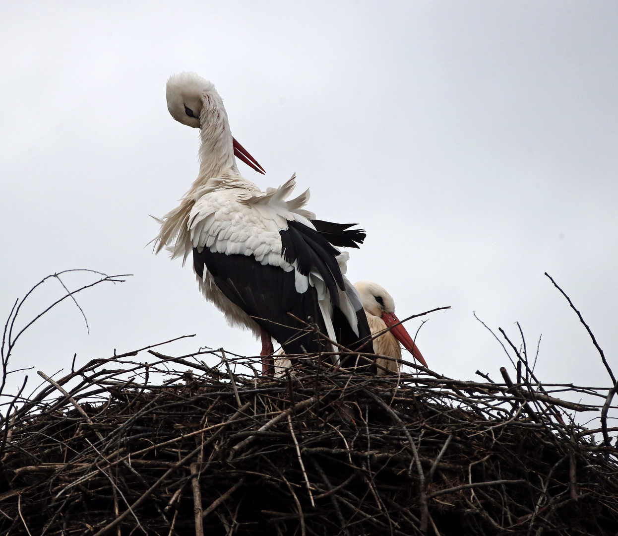 Weißstorch - akrobatisch -2- 