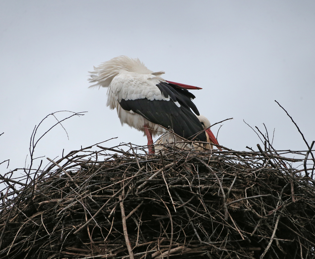 Weißstorch -akrobatisch -3-