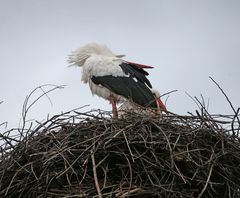 Weißstorch -akrobatisch -3-