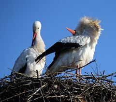 Weißstorch -akrobatisch -5-